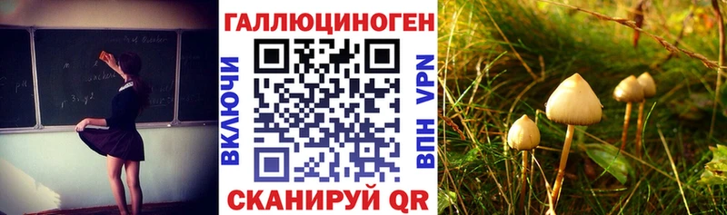 где купить   даркнет телеграм  Псилоцибиновые грибы Psilocybe  Змеиногорск 